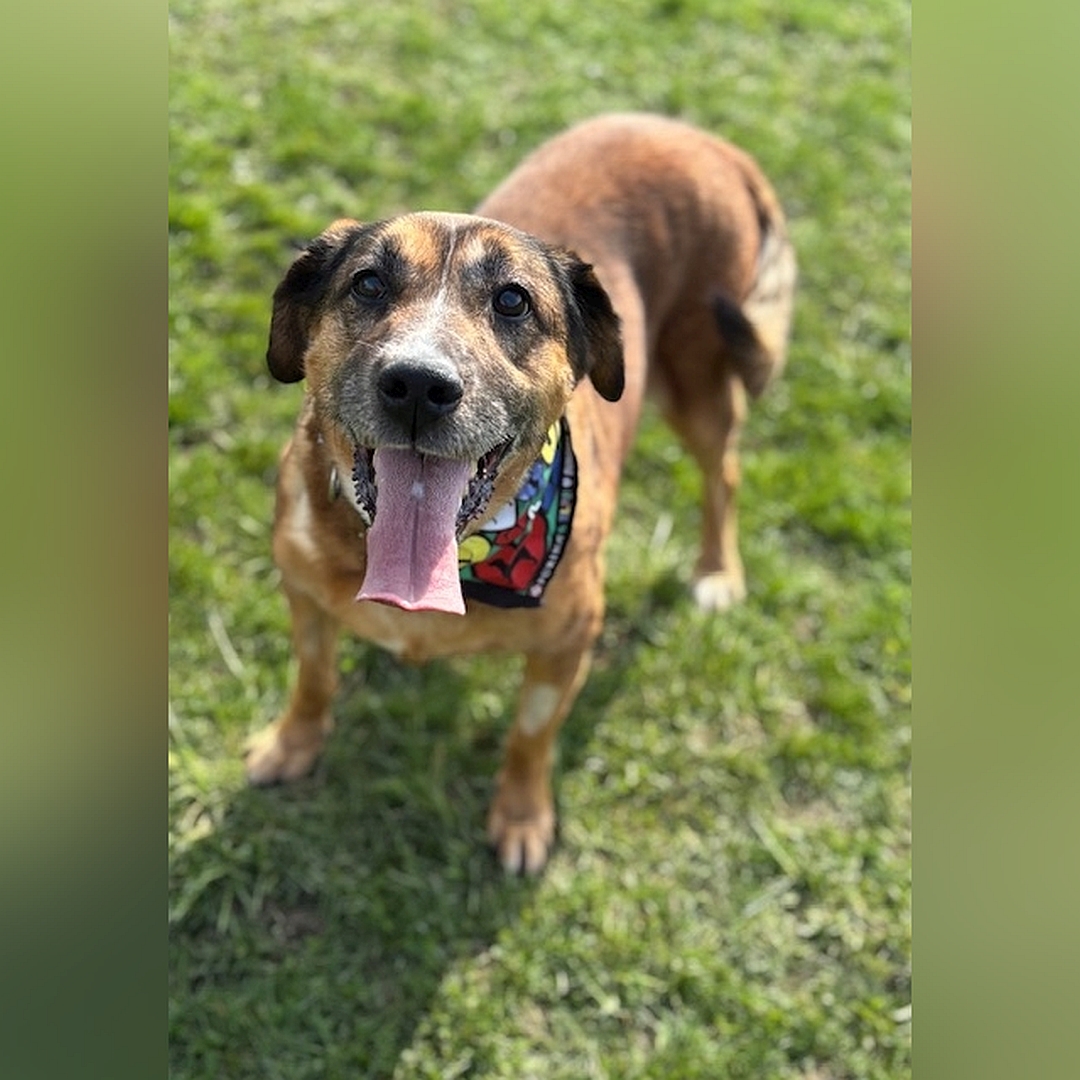 Braune Hündin, stehend, von vorn oben, Blick nach oben in Kamera
