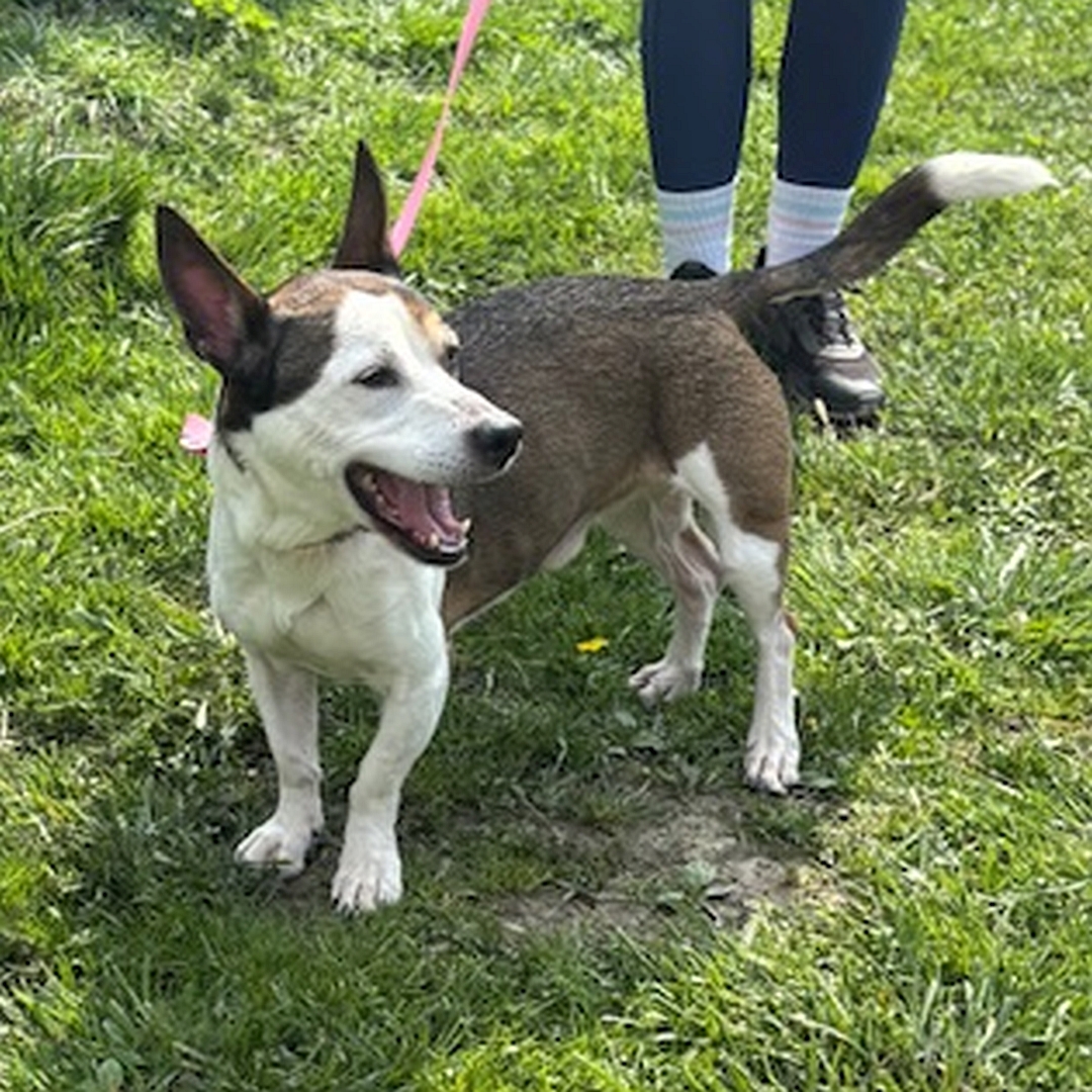 Braun-weißer, kleiner Rüde, stehend, von eher links vorn, Kopf und Blick nach links
