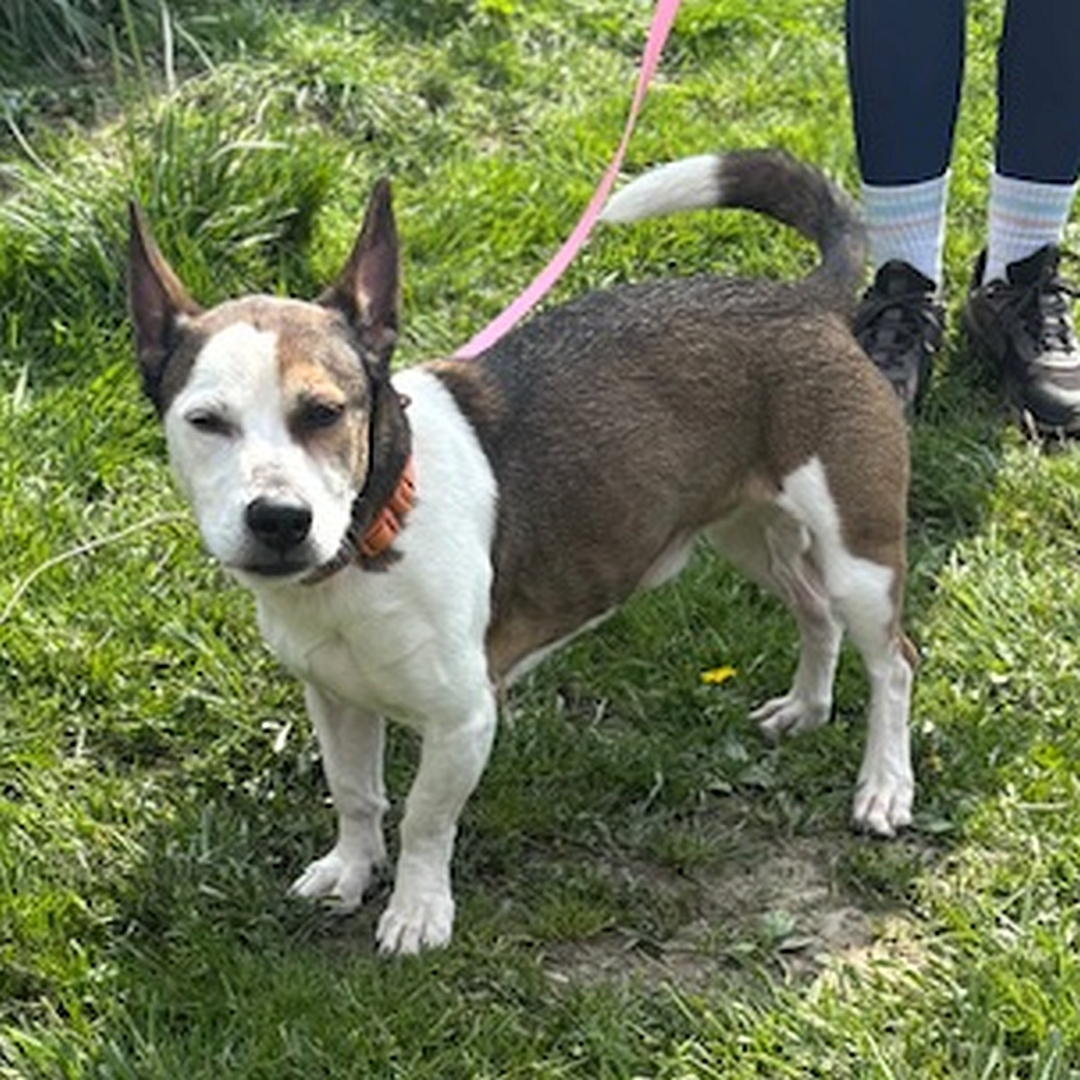 Braun-weißer, kleiner Rüde, stehend, von eher links vorn, Kopf und Blick leicht nach links