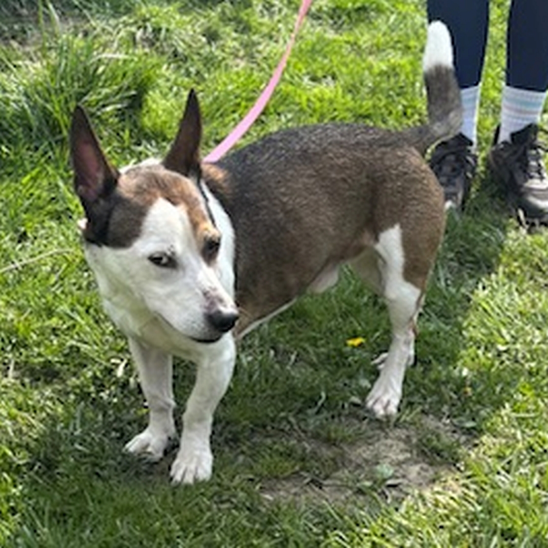 Braun-weißer, kleiner Rüde, stehend, von eher links vorn, Kopf nach links, Blick Richtung Kamera
