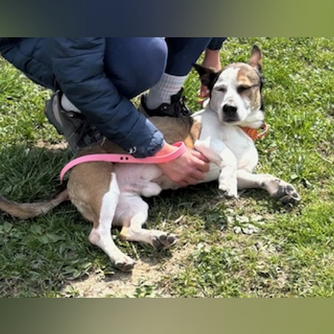 Braun-weißer, kleiner Rüde, liegend, rechte Seite, Kopf und Blick nach rechts Richtung Kamera