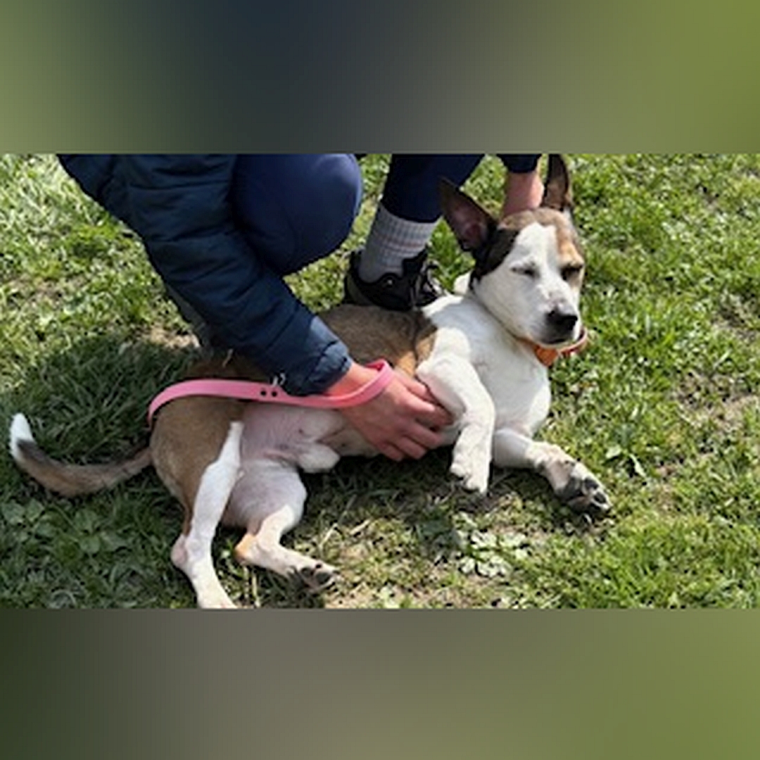 Braun-weißer, kleiner Rüde, liegend, rechte Seite, Kopf und Blick nach rechts Richtung Kamera