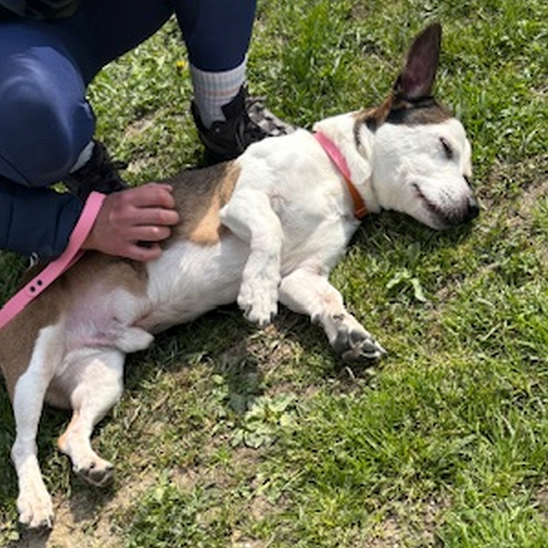 Braun-weißer, kleiner Rüde, liegend, rechte Seite, Kopf ruht entspannt auf der Erde, Augen geschlossen
