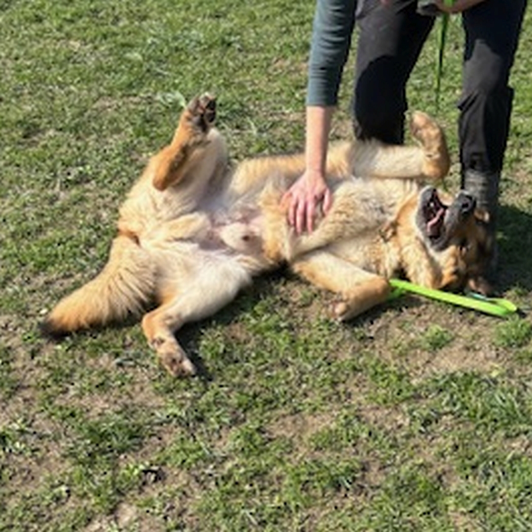 Braun-schwarz-weißer Rüde, auf dem Rücken liegend, wird von einer Person gekrault, Blick nach oben zu der Person