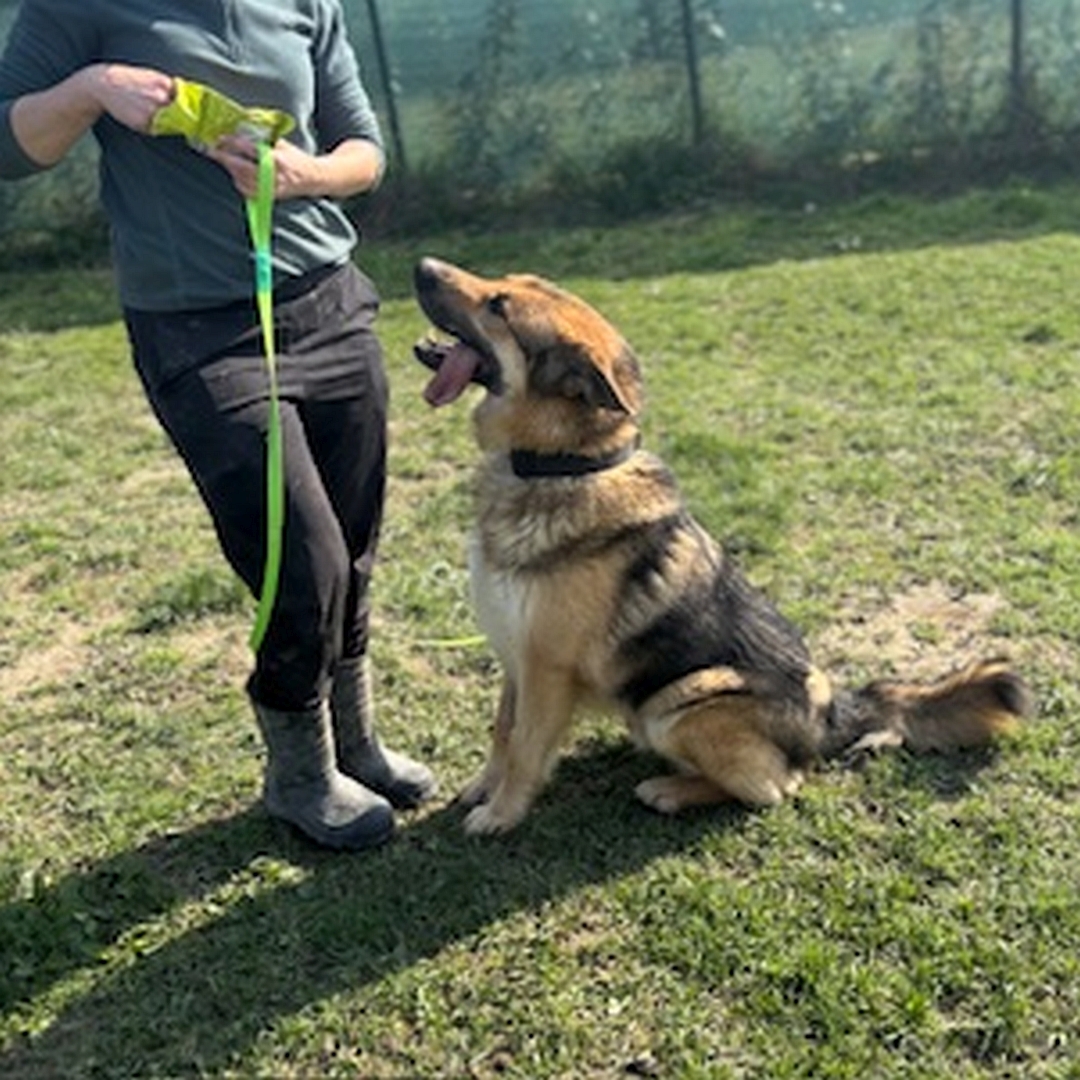 Braun-schwarz-weißer Rüde, vor einer Person sitzend, linke Seite, Blick nach oben zu der Person