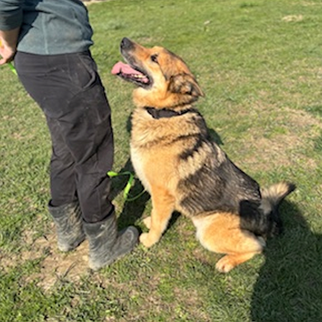 Braun-schwarz-weißer Rüde, vor einer Person sitzend, linke Seite, Blick nach oben zu der Person
