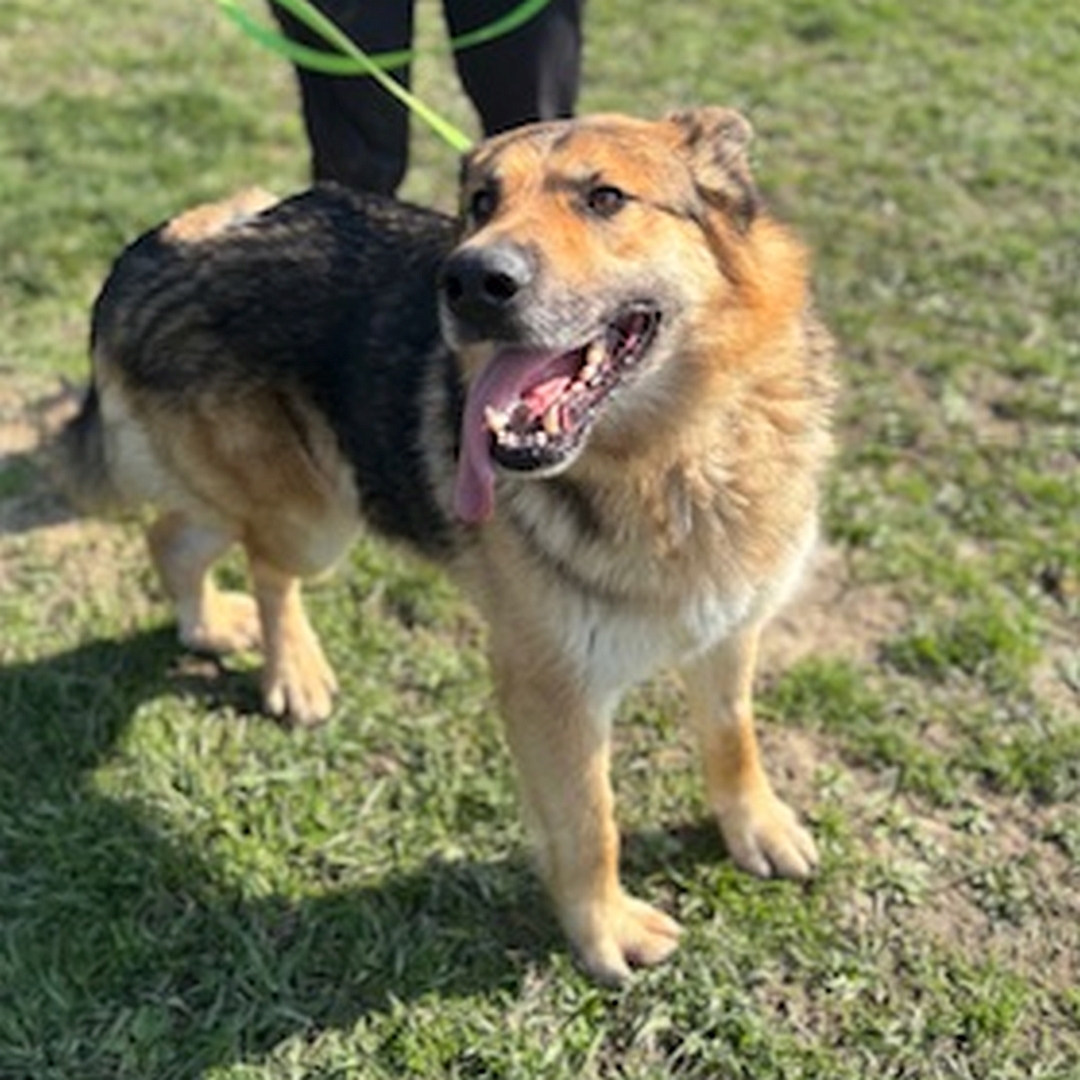 Braun-schwarz-weißer Rüde, stehend, von eher rechts vorn, Blick nach rechts