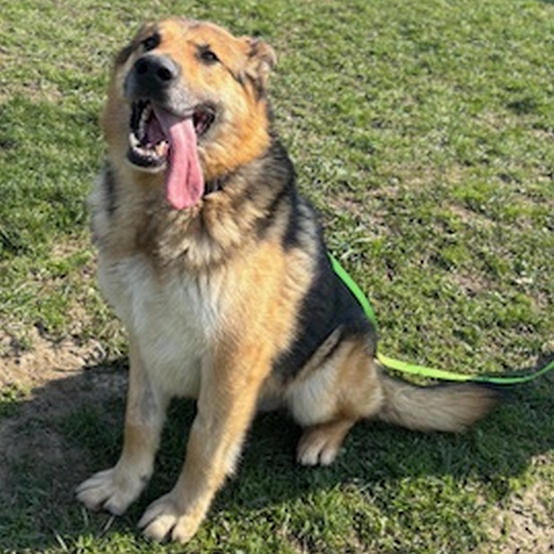 Braun-schwarz-weißer Rüde, sitzend, von eher links vorn, Blick nach links oben