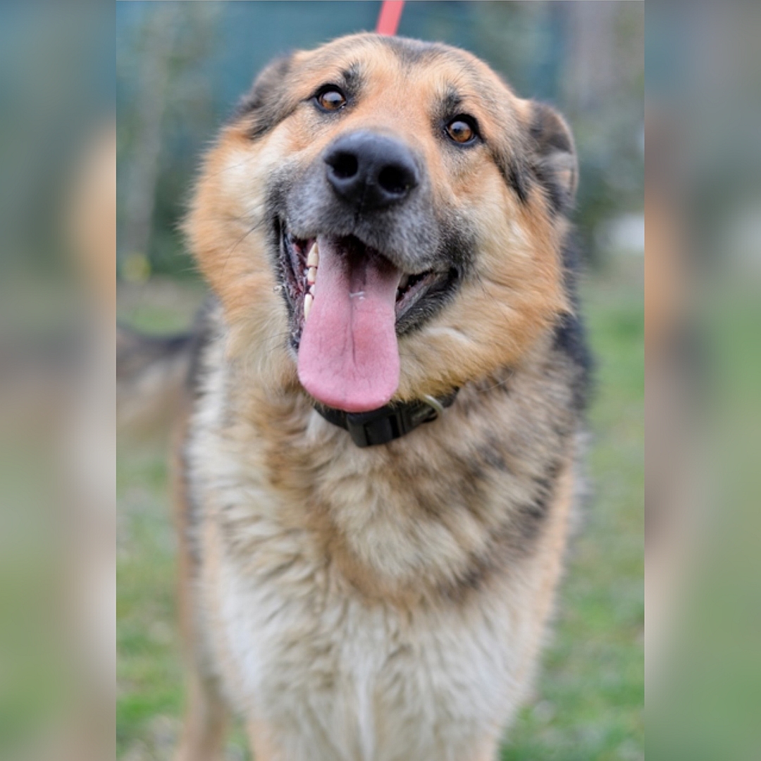 Braun-schwarz-weißer Rüde, von vorn, Portrait, Blick in Kamera