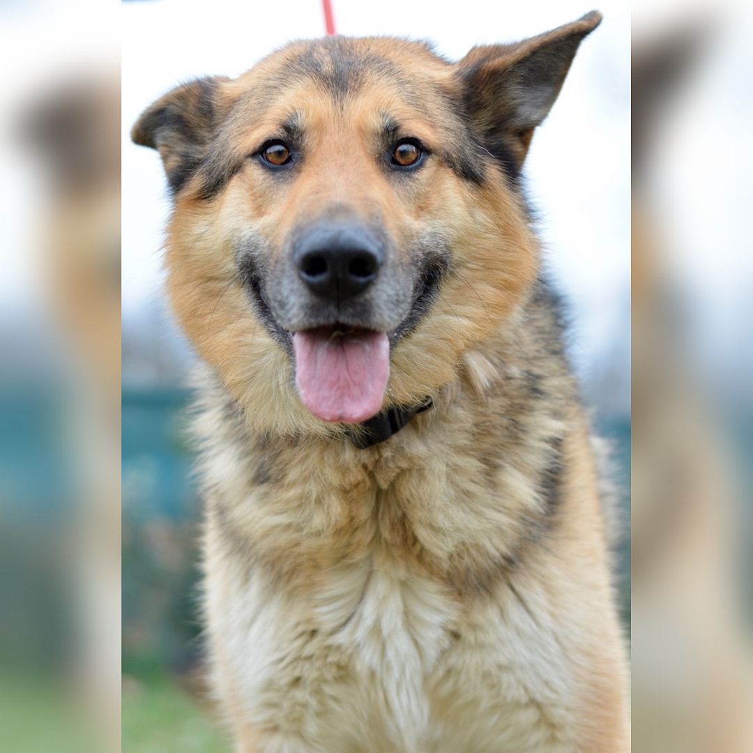 Braun-schwarz-weißer Rüde, von vorn, Portrait, Blick in Kamera