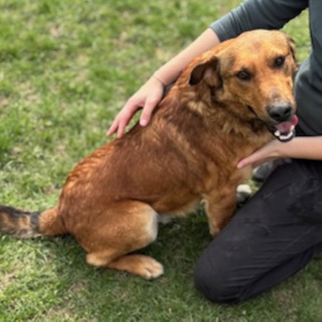 Hellbrauner Rüde, weiße Pfoten, sitzend, rechte Seite, Kopf und Blick nach rechts in Kamera, wird von einer Person gestreichelt