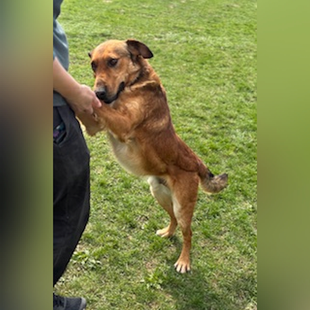 Hellbrauner Rüde, weiße Pfoten, auf zwei Beinen an Person angelehnt stehend, linke Seite, Kopf und Blick nach links unten