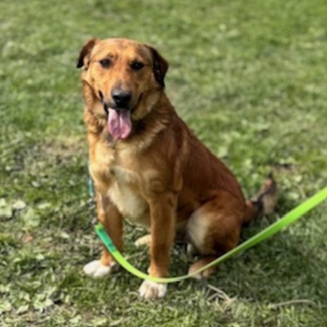 Hellbrauner Rüde, weiße Pfoten, sitzend, von vorn, Blick in Kamera