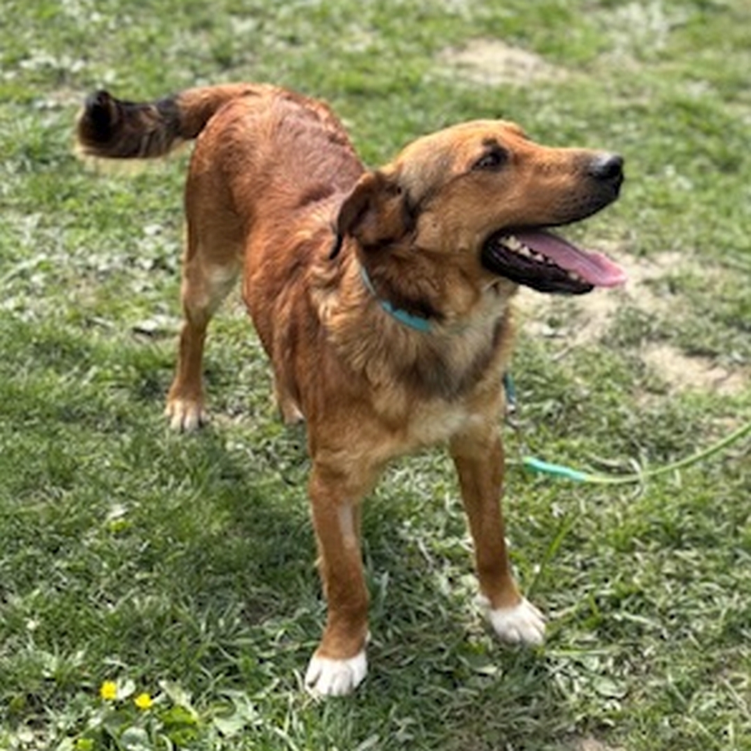 Hellbrauner Rüde, weiße Pfoten, stehend, von eher rechts vorn, Kopf und Blick nach links oben zu einer Person