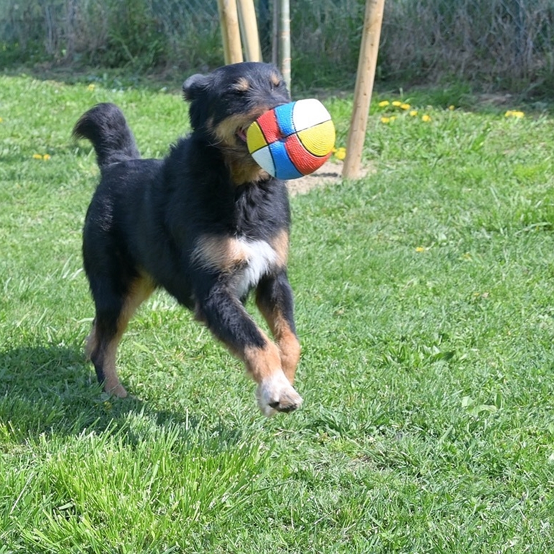 Schwarz-brauner Rüde, laufend, von eher rechts vorn, mit Spielzeug im Maul, Blick geradeaus