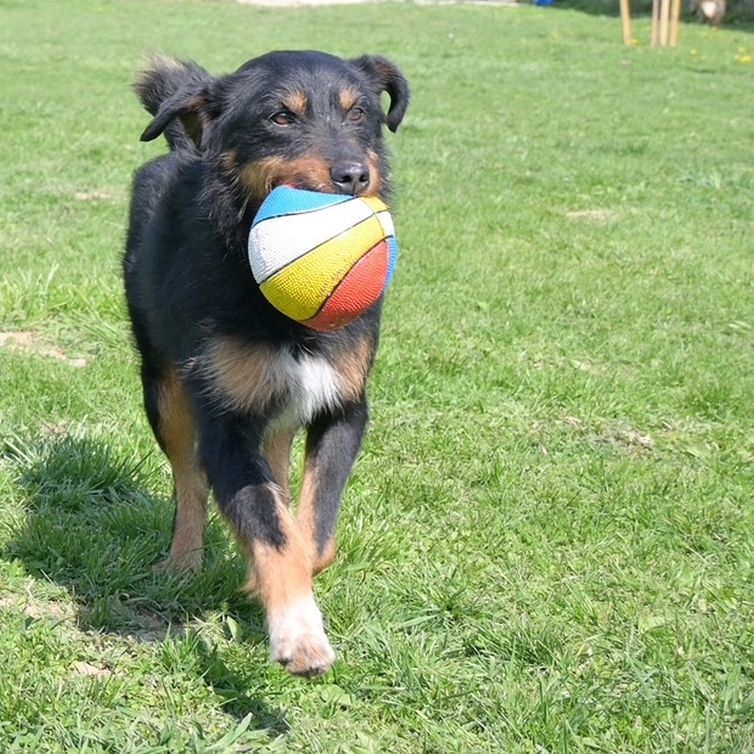 Schwarz-brauner Rüde, laufend, von vorn, mit Spielzeug im Maul, Blick geradeaus