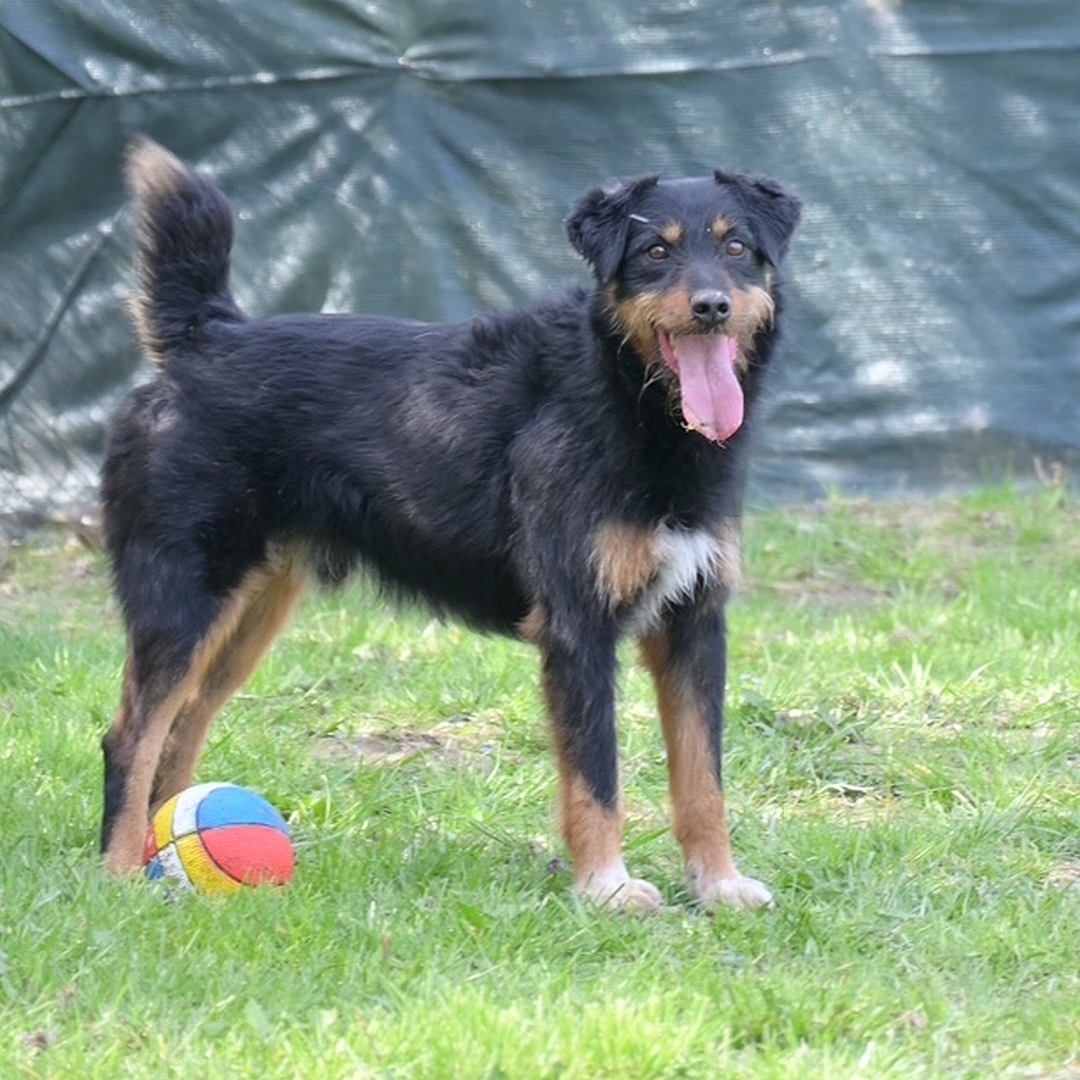 Schwarz-brauner Rüde, stehend, rechte Seite, Kopf und Blick nach rechts Blick in Kamera