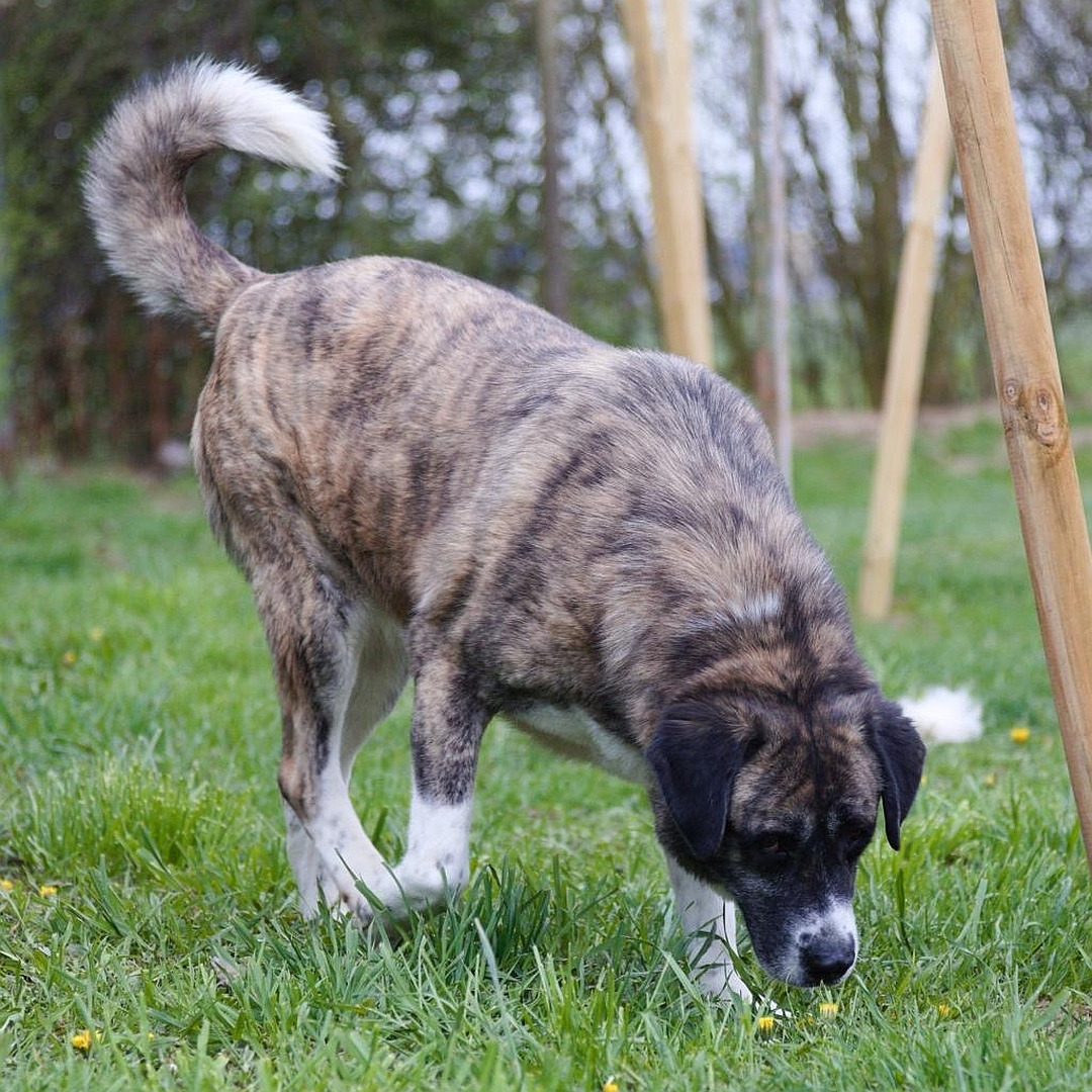 Braun-beige Hündin, gehend, rechte Seite, Kopf und Blick nach unten, schnüffelt