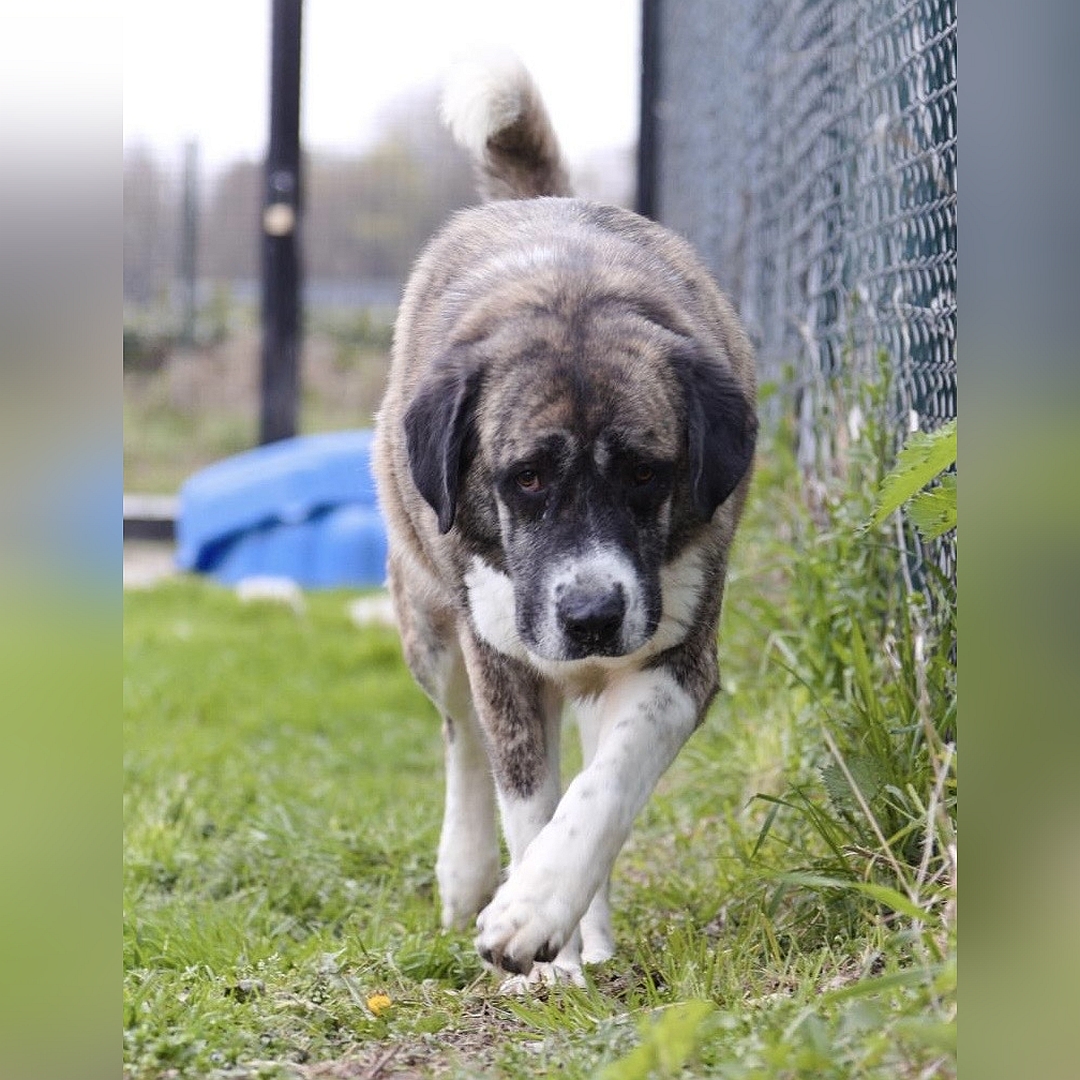 Braun-beige Hündin, gehend, von vorn,  Blick in die Kamera