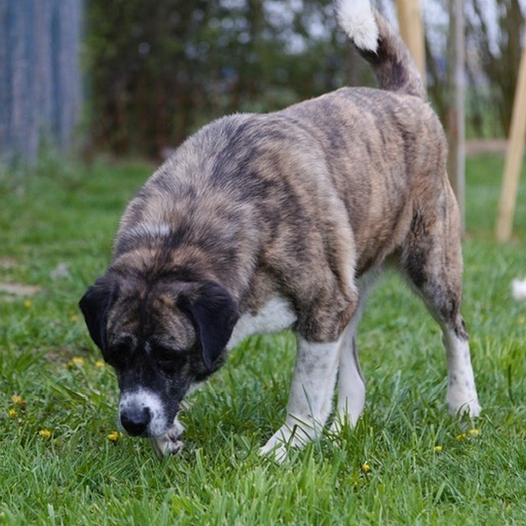Braun-beige Hündin, gehend, linke Seite, Kopf und Blick nach unten, schnüffelt