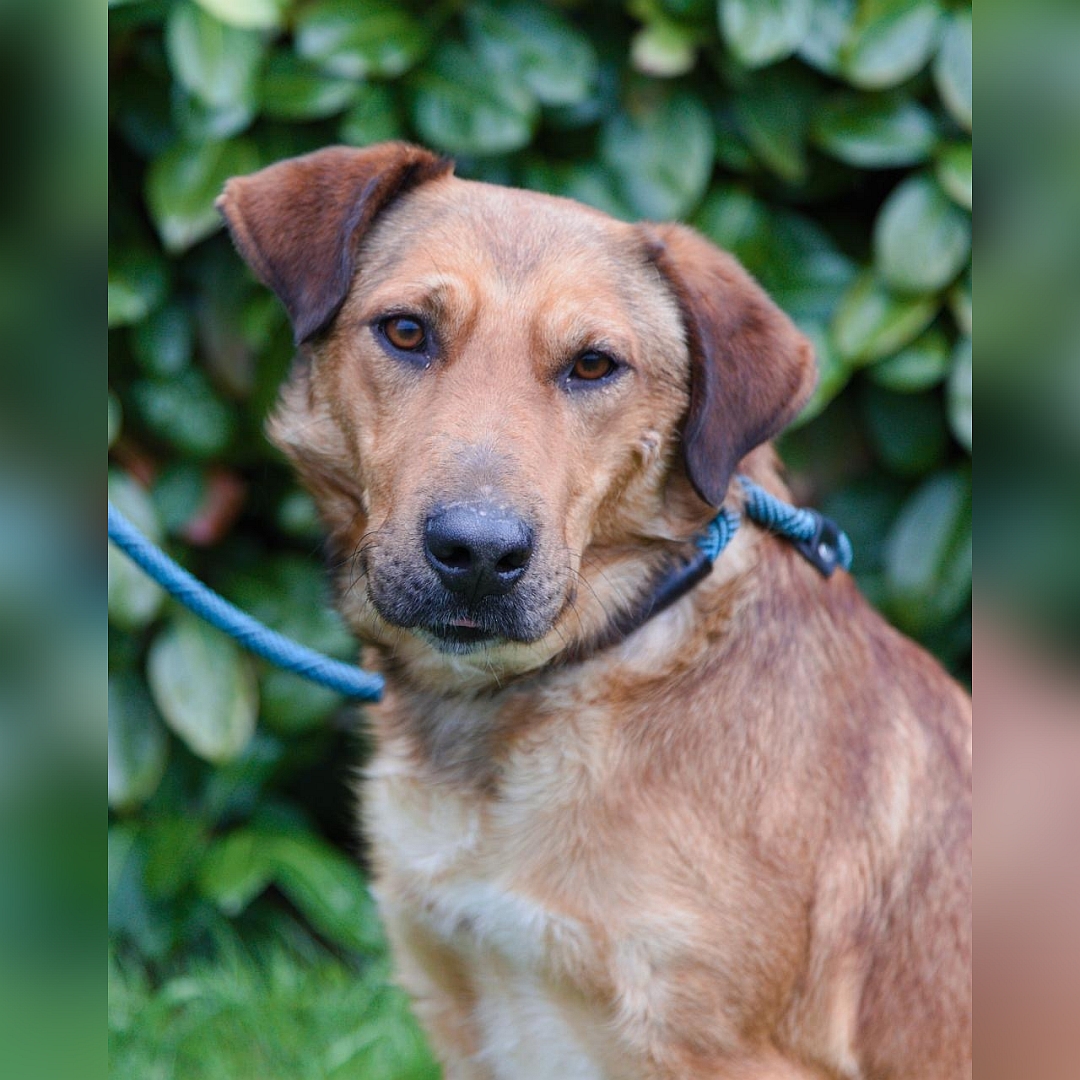 Hellbrauner Rüde, weiße Pfoten, Portrait, von vorn,  Blick in Kamera