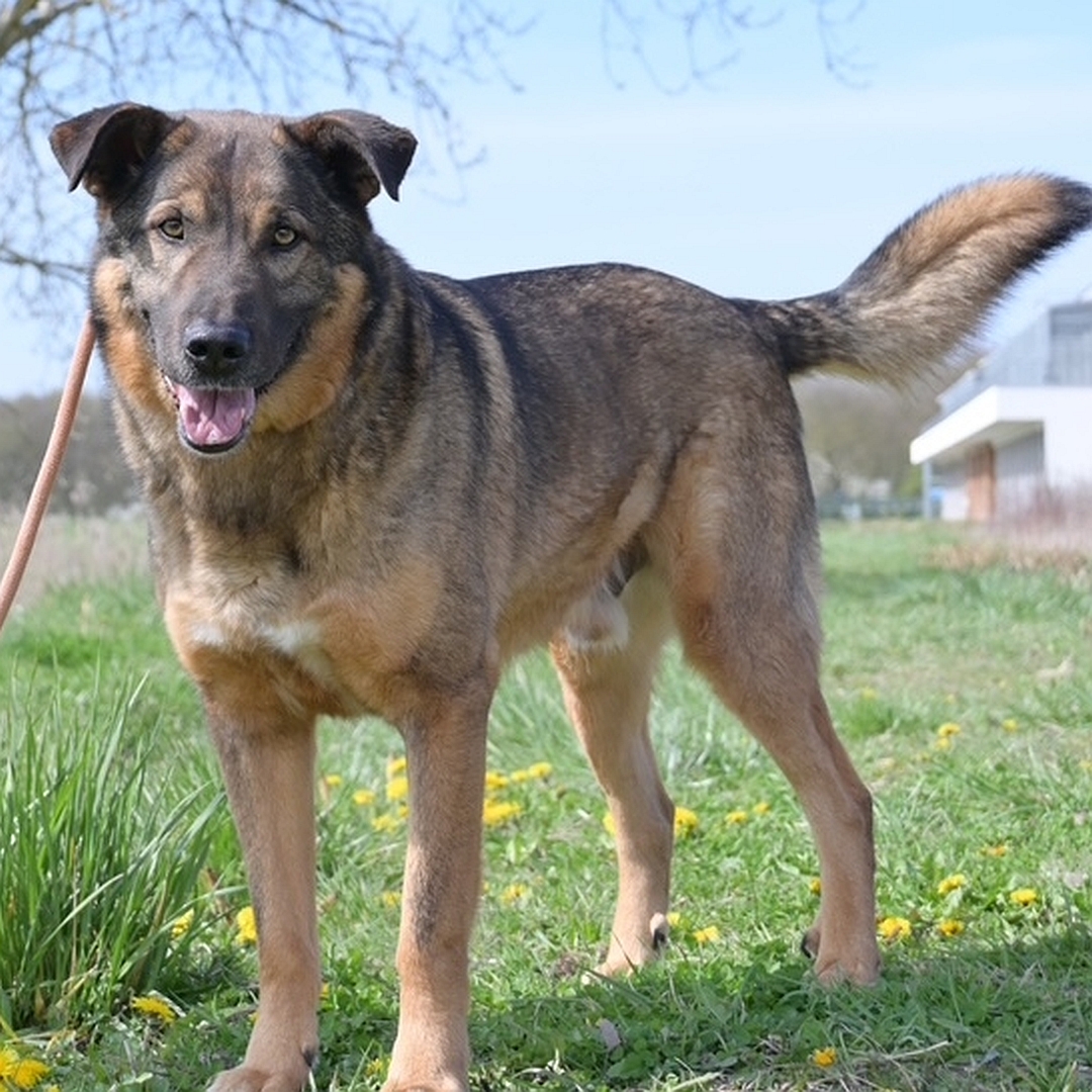 Braun-schwarzer Rüde, stehend, von eher links vorn, Kopf und Blick in Kamera