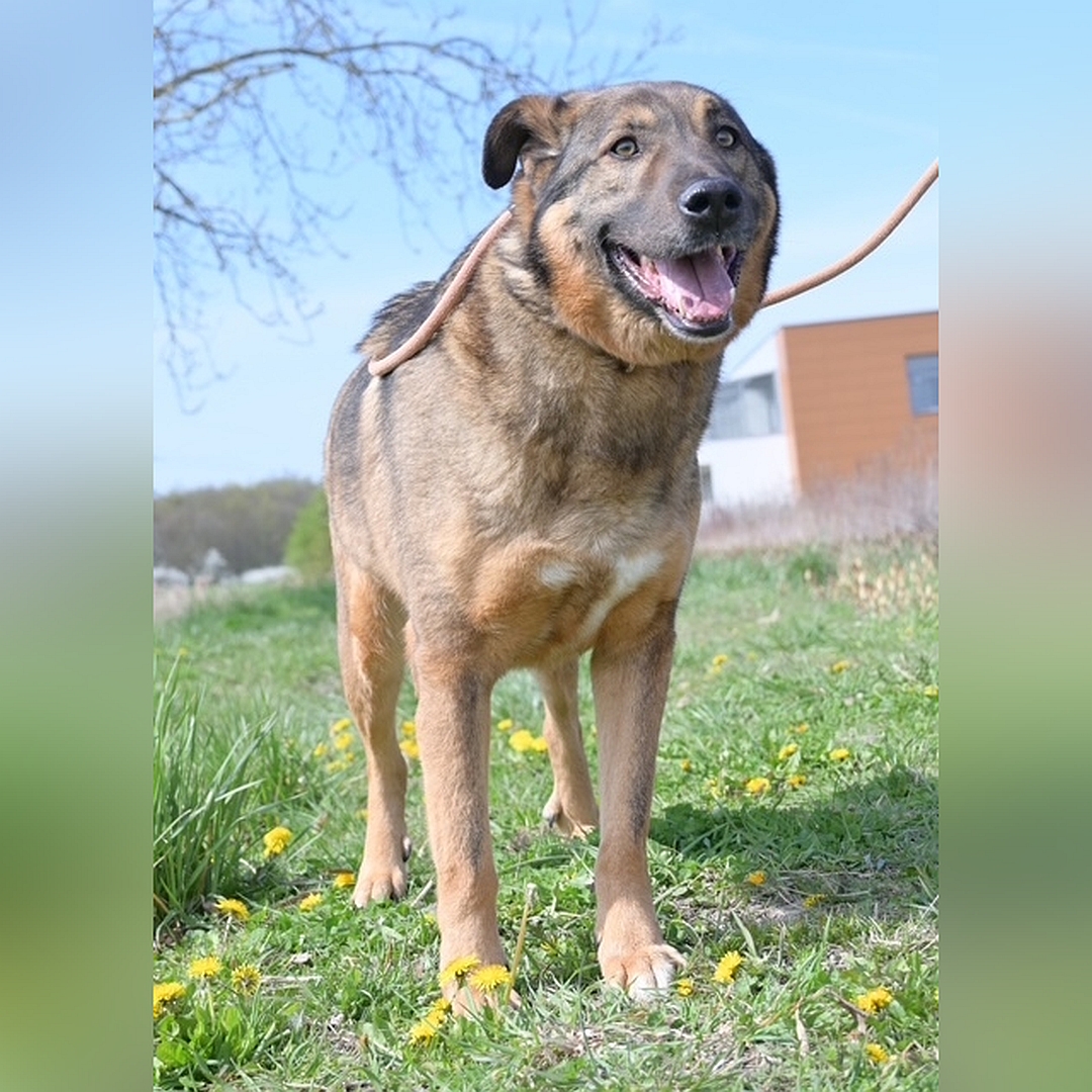 Braun-schwarzer Rüde, stehend, von vorn, Kopf und Blick geradeaus