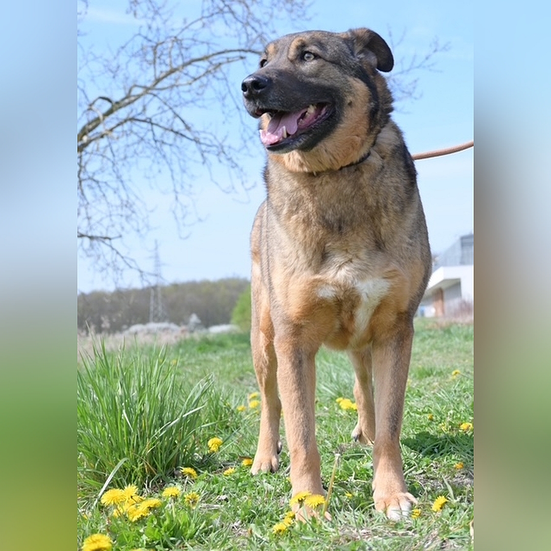 Braun-schwarzer Rüde, stehend, von vorn, Kopf und Blick nach rechts