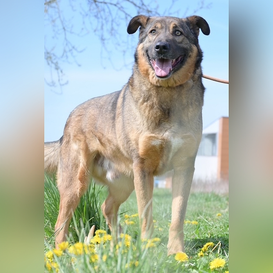 Braun-schwarzer Rüde, stehend, von eher rechts vorn, Kopf und Blick geradeaus