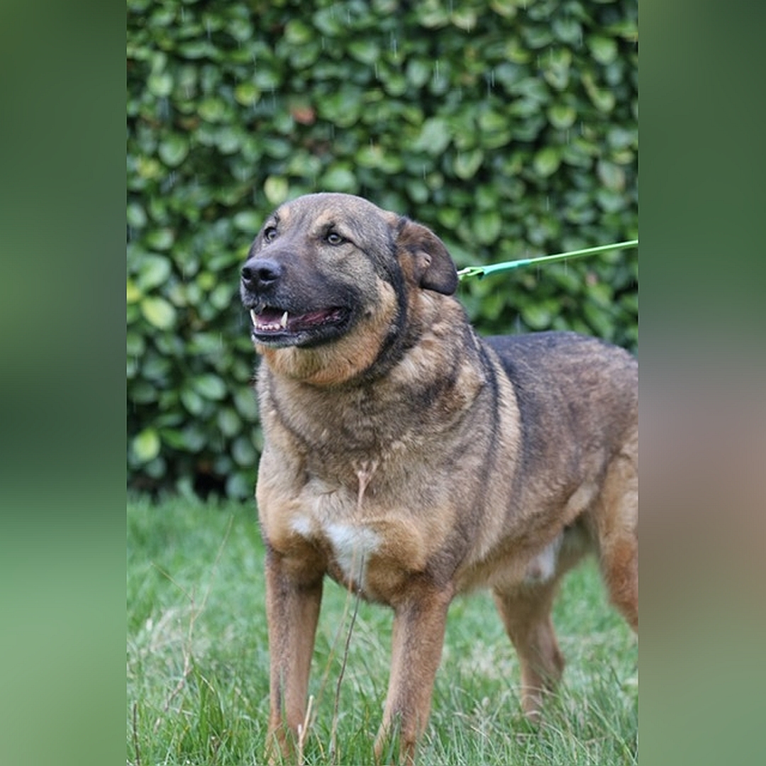 Braun-schwarzer Rüde, stehend, von eher links vorn, Kopf und Blick geradeaus