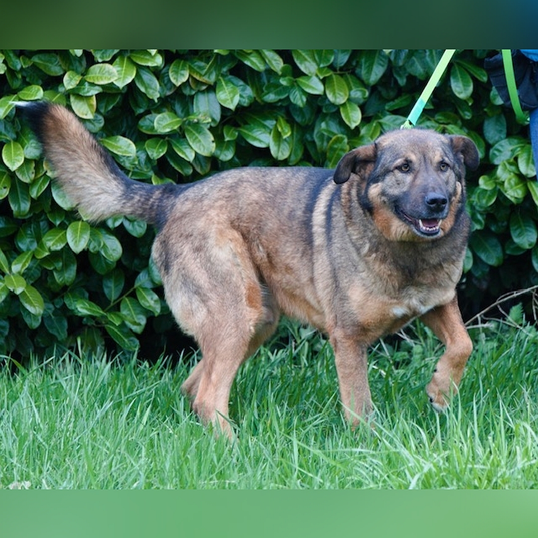 Braun-schwarzer Rüde, gehend, von eher rechts vorn, Kopf und Blick geradeaus