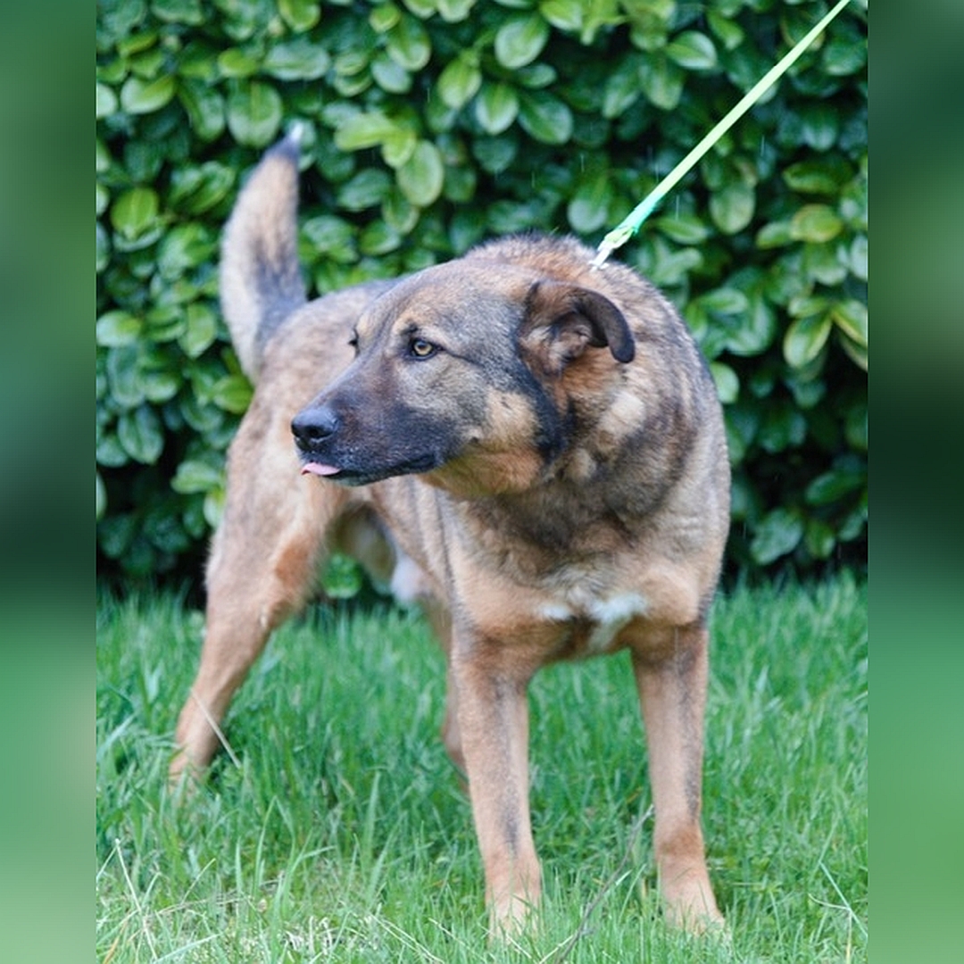 Braun-schwarzer Rüde, stehend, von vorn, Kopf und Blick nach rechts