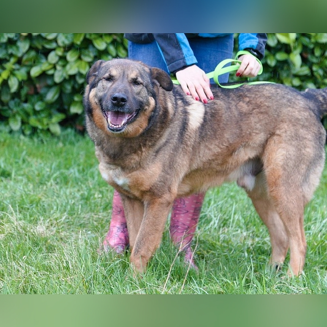 Braun-schwarzer Rüde, stehend, linke Seite, Kopf und Blick nach links in Kamera