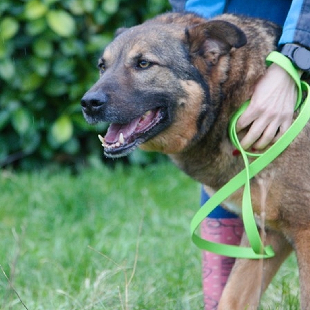 Braun-schwarzer Rüde, stehend, seitliches Portrait, linke Seite, Kopf und Blick geradeaus