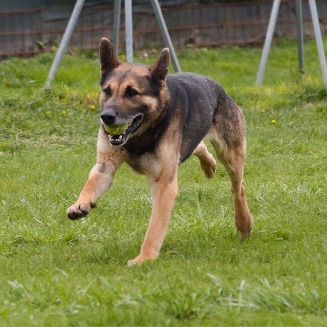 Schwarz-brauner Rüde, mit Ball im Maul laufend, von eher links vorn, Blick geradeaus