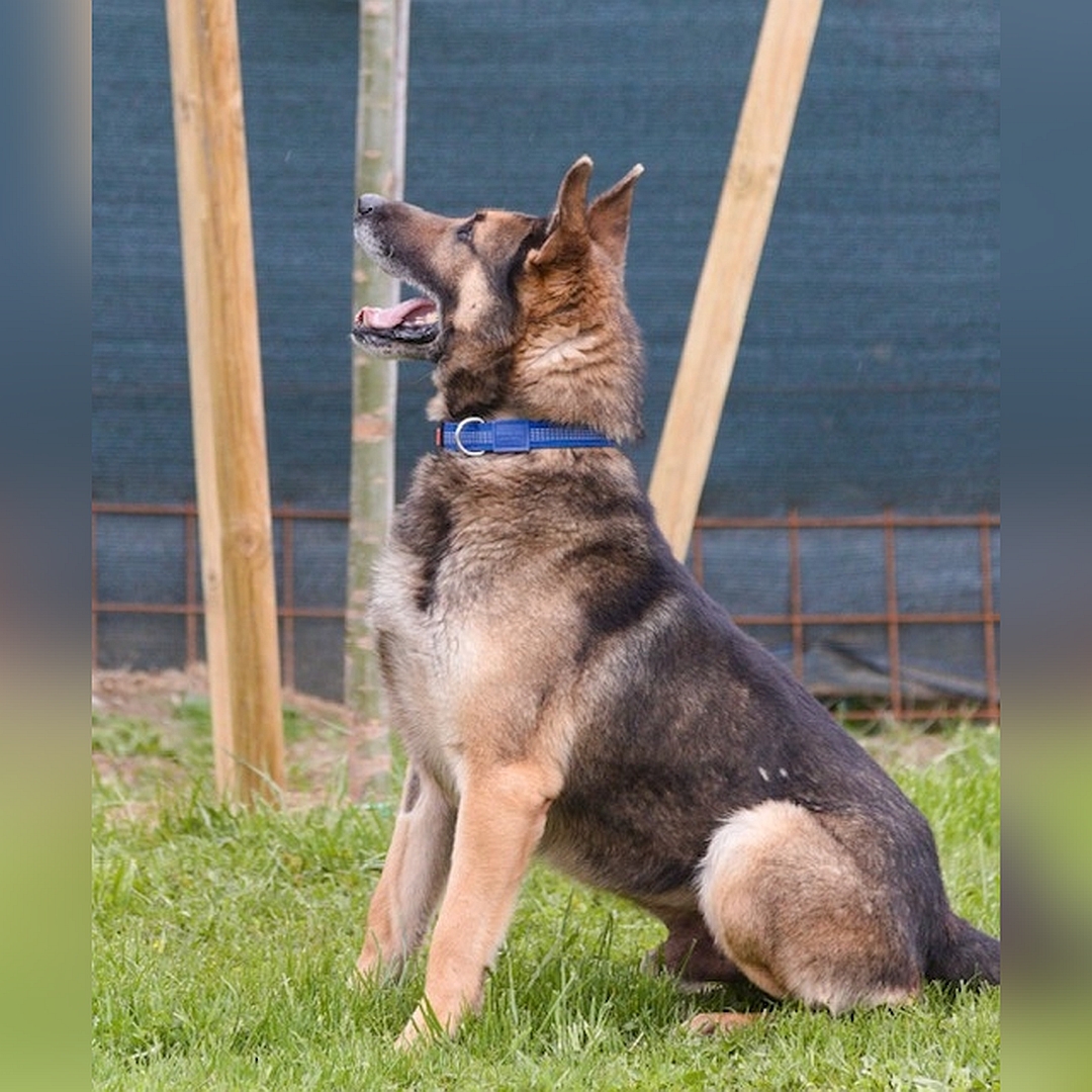 Schwarz-brauner Rüde, sitzend, linke Seite, Blick nach oben zu einer Person