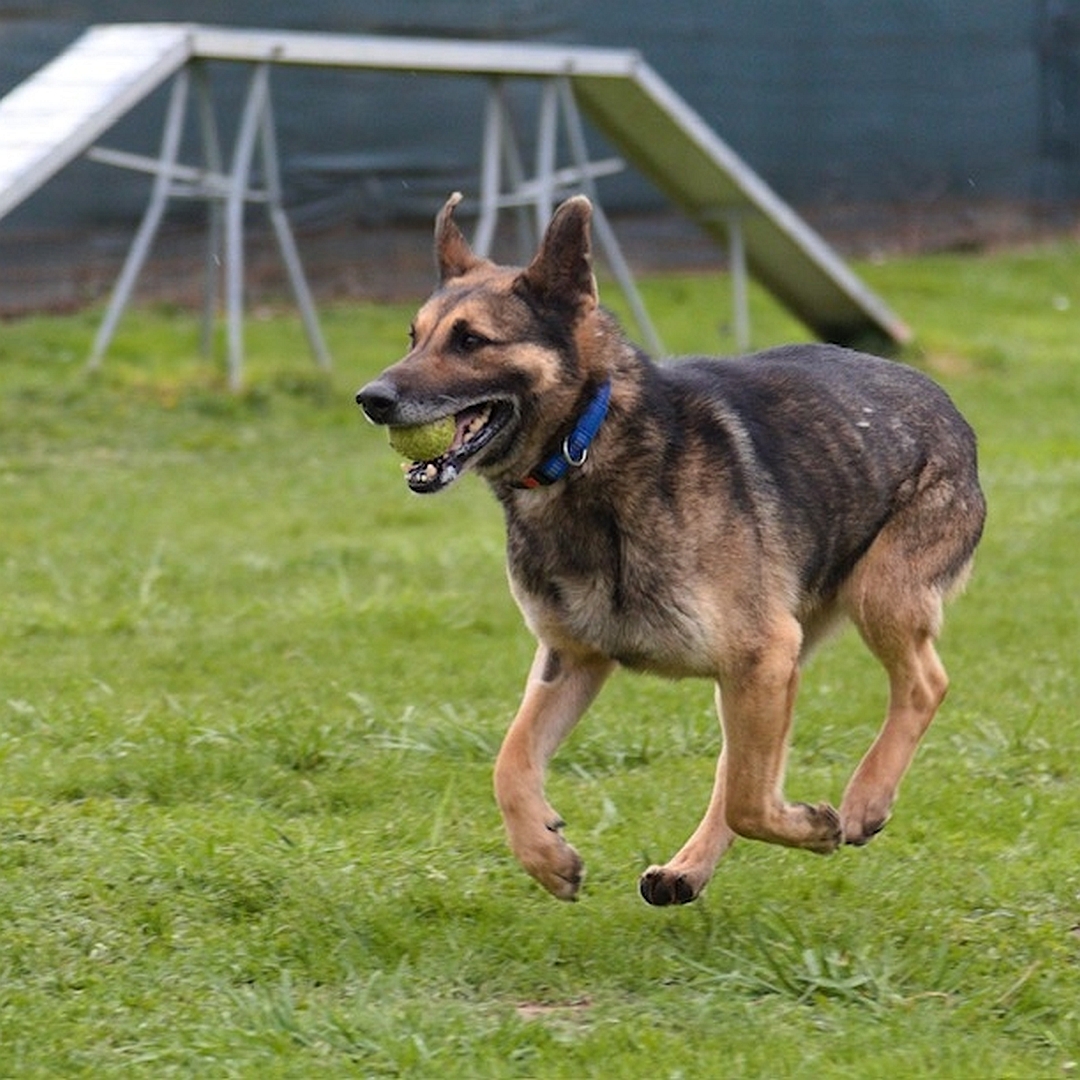 Schwarz-brauner Rüde, mit Ball im Maul laufend, alle Pfoten in der Luft, von eher links vorn, Blick geradeaus