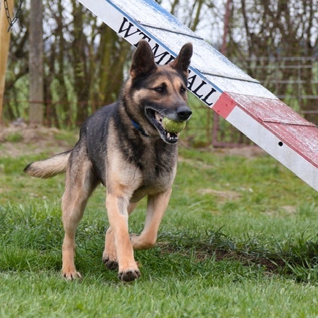 Schwarz-brauner Rüde, mit Ball im Maul laufend, alle  von eher rechts vorn, Blick geradeaus