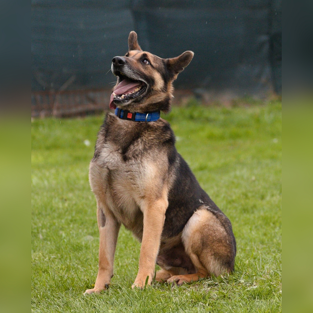 Schwarz-brauner Rüde, sitzend, von eher links vorn, Blick nach oben zu einer Person