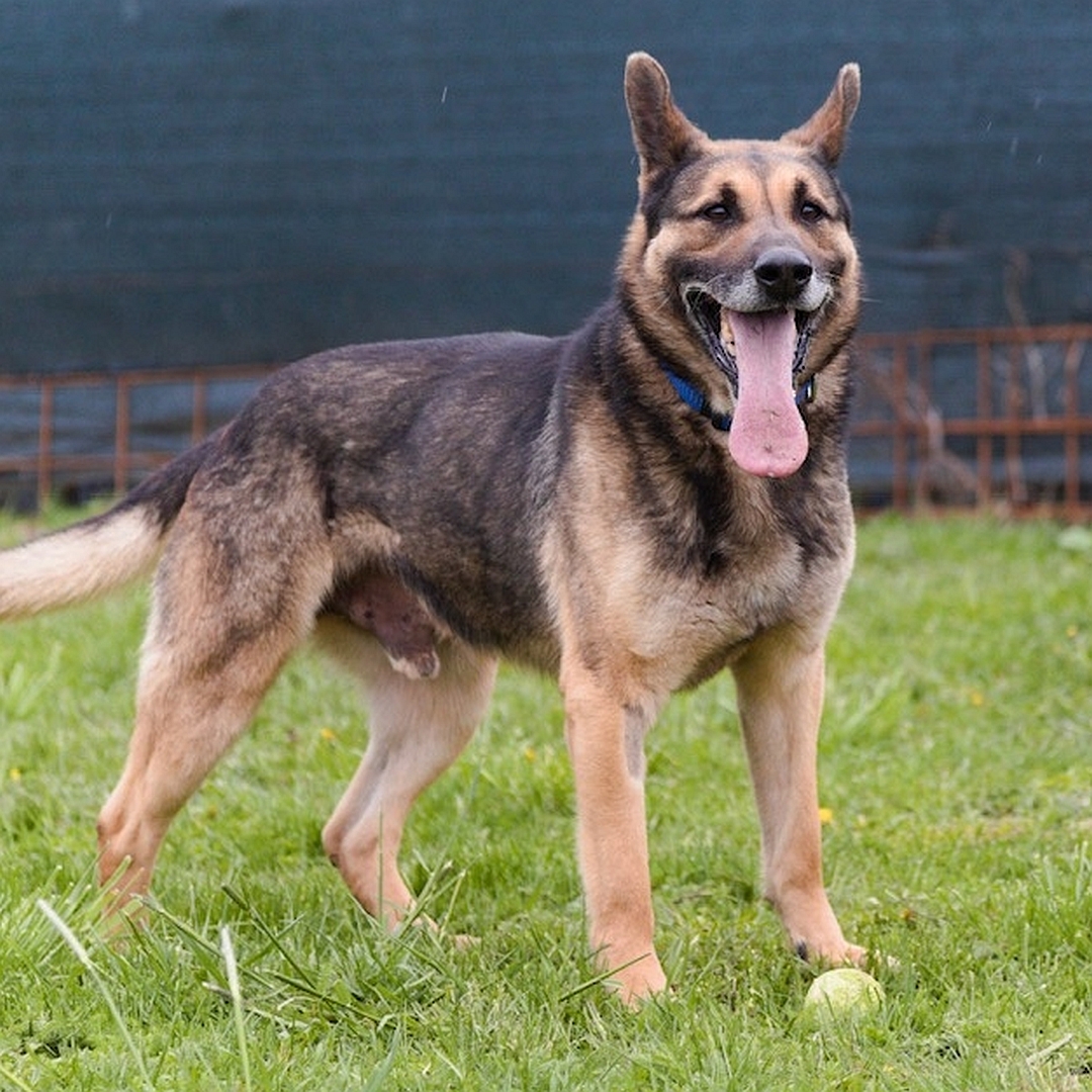 Schwarz-brauner Rüde, stehend, von eher rechts vorn, Blick leicht nach rechts