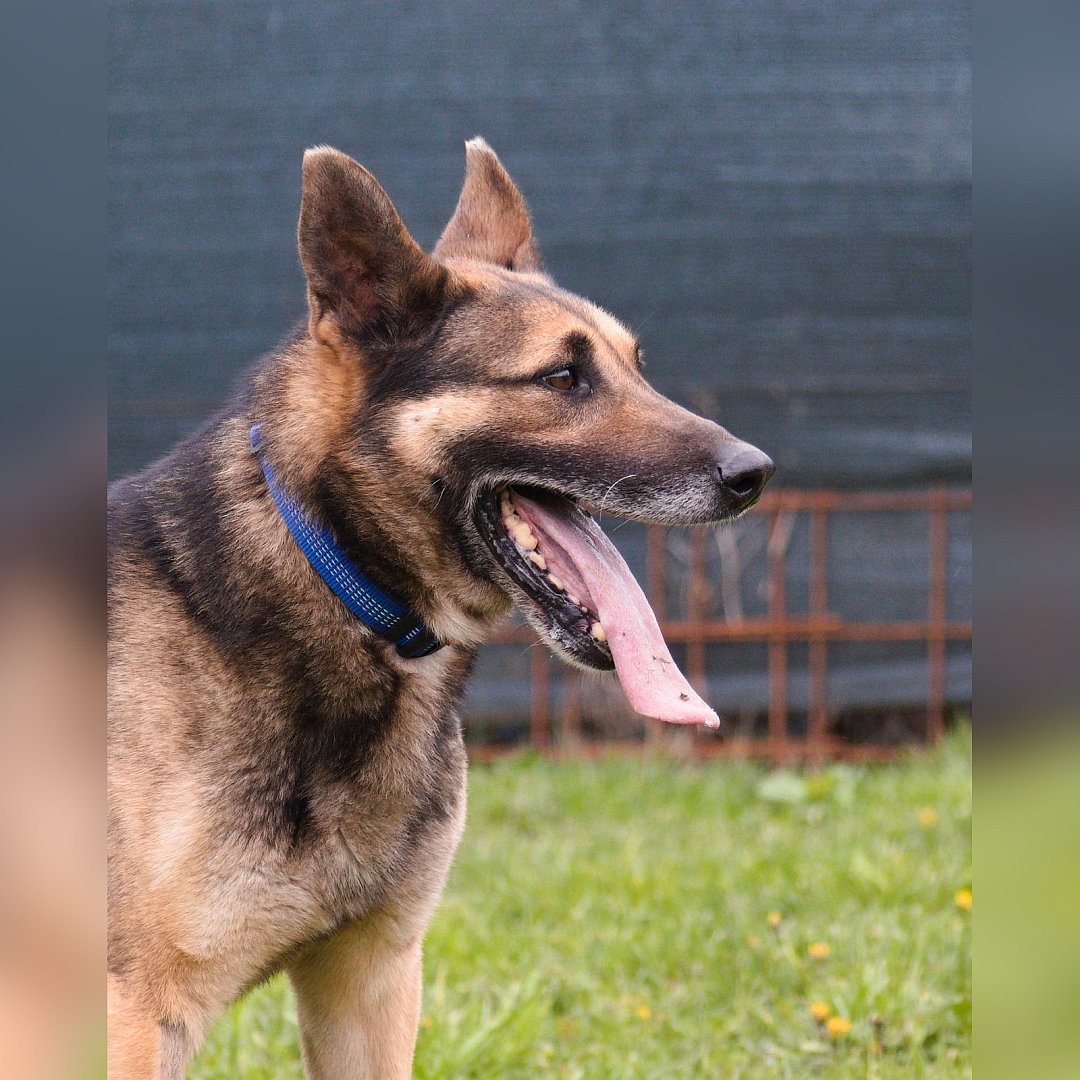 Schwarz-brauner Rüde, seitliches Portrait, rechte Seite, Blick geradeaus