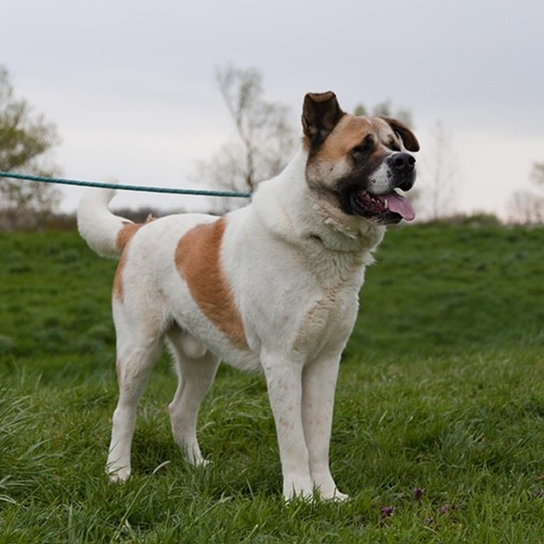Beige-hellbrauner Rüde, stehend, eher rechte Seite, Kopf und Blick geradeaus 