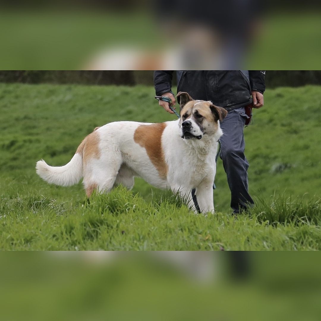 Beige-hellbrauner Rüde, gehend, eher rechte Seite, Kopf und Blick nach links hinten, daneben eine Person