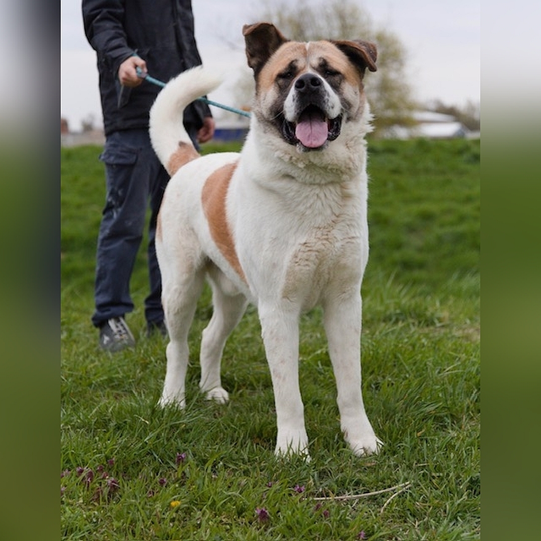 Beige-hellbrauner Rüde, stehend, von vorn, Kopf und Blick in Kamera