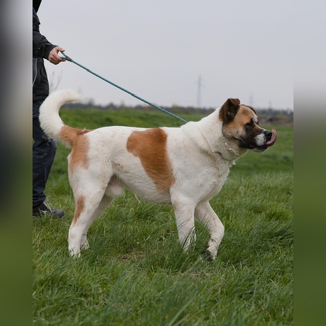 Beige-hellbrauner Rüde, gehend, eher rechte Seite, Kopf und Blick geradeaus 