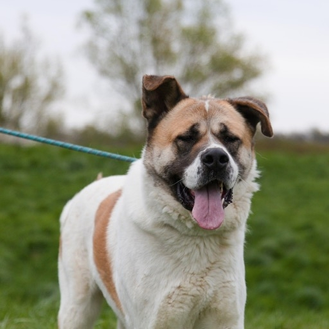 Beige-hellbrauner Rüde, stehend, von eher rechts vorn, Kopf und Blick in Kamera