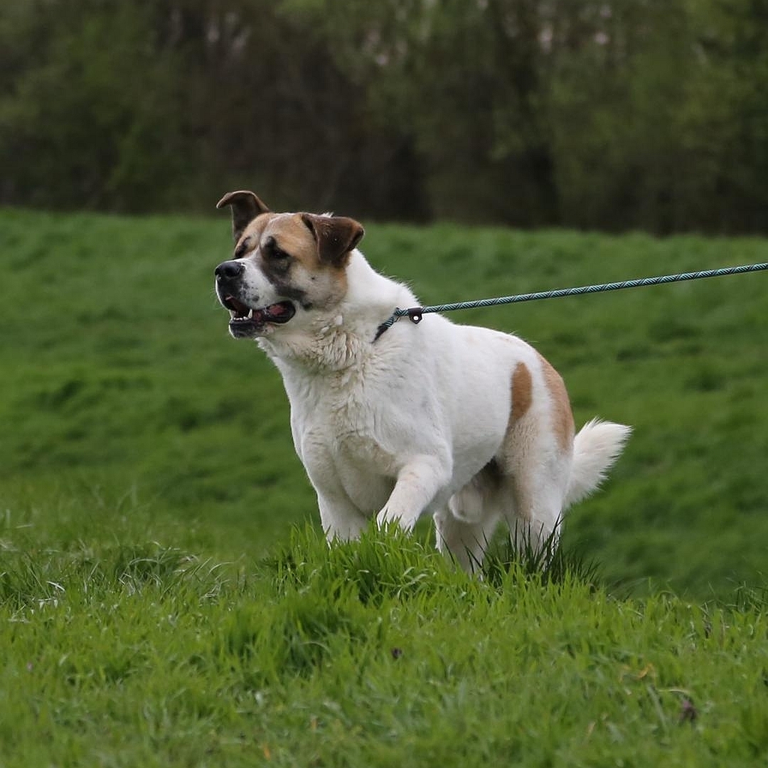 Beige-hellbrauner Rüde, gehend, eher von links vorn, Kopf und Blick geradeaus 