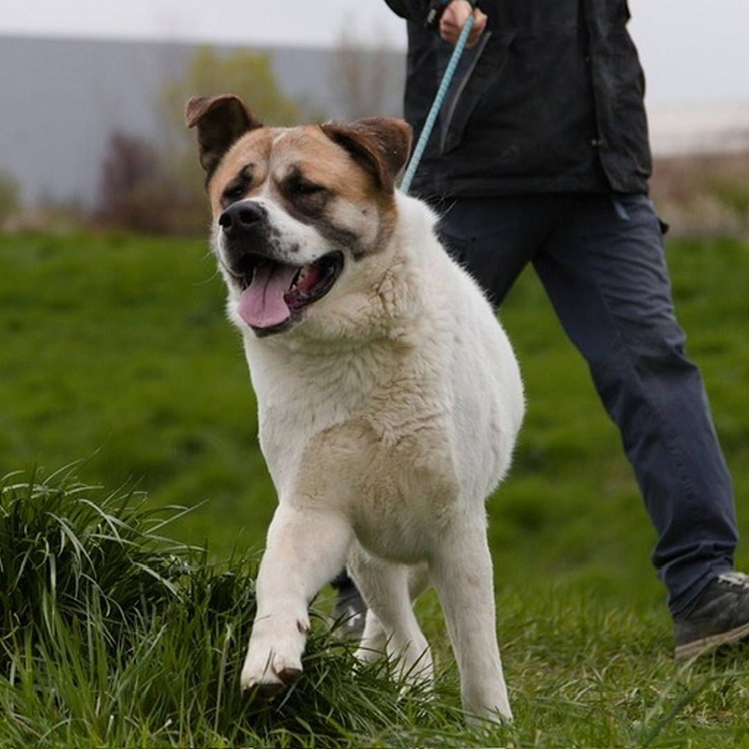 Beige-hellbrauner Rüde, gehend, von vorn, Kopf und Blick leicht nach rechts 