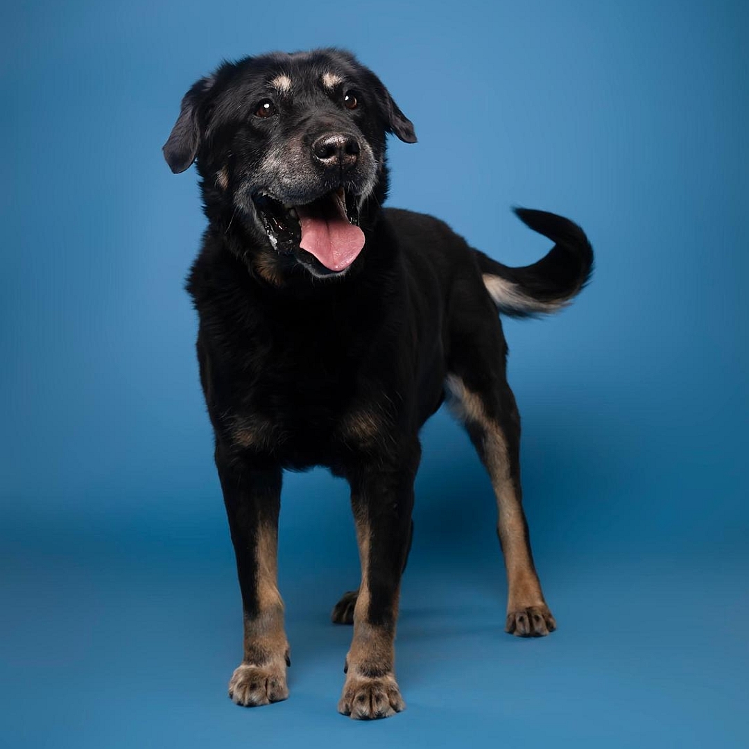 Schwarz-brauner Rüde, stehend, von vorn, Kopf und Blick nach links oben 