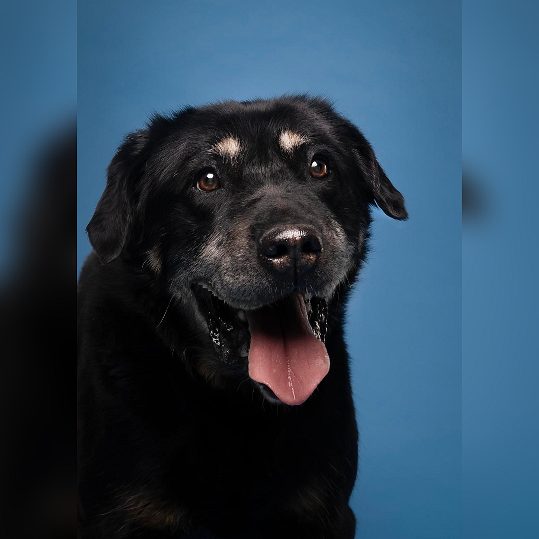 Schwarz-brauner Rüde, von vorn, Portrait, Blick leicht nach links oben